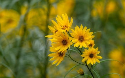 Топинамбур