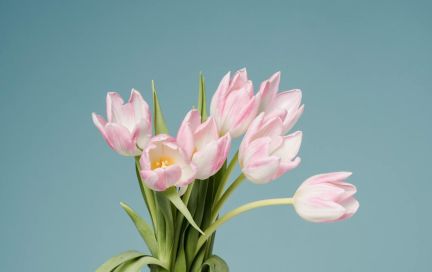 Весне навстречу — вдохновенные поздравления от мужчин команды FitStars для наших удивительных женщин!