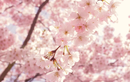 Весенние премьеры от FitStars: йога, кардио, пластика. В приложении открыты «Зарядки без коврика 4»