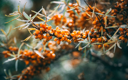 Облепиха — суперфуд