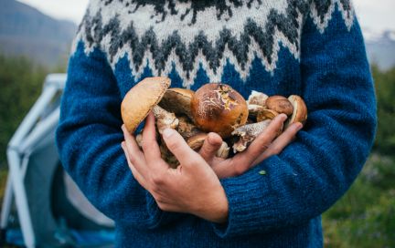 Особенности тихой охоты: как не отравиться грибами