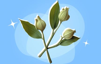 Кардамон — больше, чем просто специя