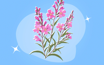 Иван-чай: свойства, польза и вред