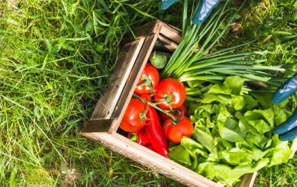 Как не надорваться на грядках: шесть важных советов