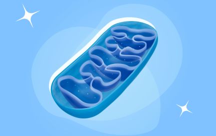 Клеточное питание