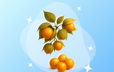 Полезная экзотика в вашей тарелке: зачем в рационе нужен физалис