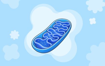 Клеточное питание